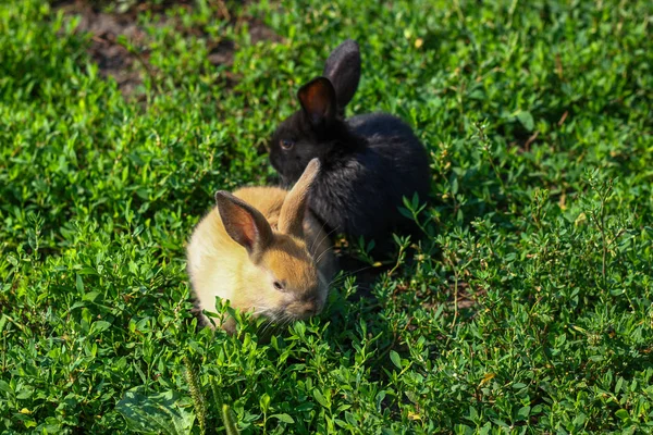 Nero e rosso piccolo coniglio divertente con orecchie lunghe — Foto Stock