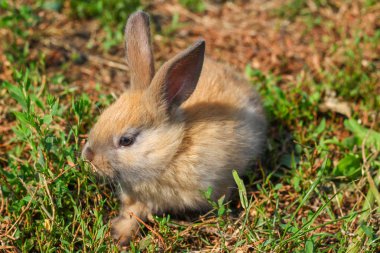Kızıl saçlı tavşan çiftliği. Kızıl saçlı tavşan doğada çimenlerin üzerinde