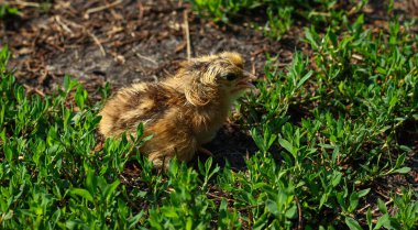 Güzel küçük civciv yeşil çim de