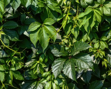 Yeşil yapraklar duvar dokusu arkaplanı