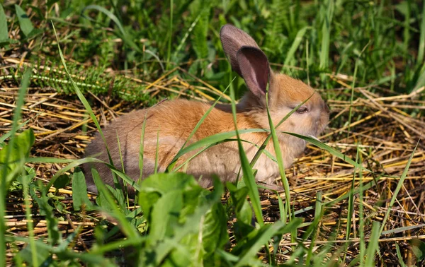 Red-haired rabbit on the farm. Red-haired hare on the grass in nature — Stock Photo, Image