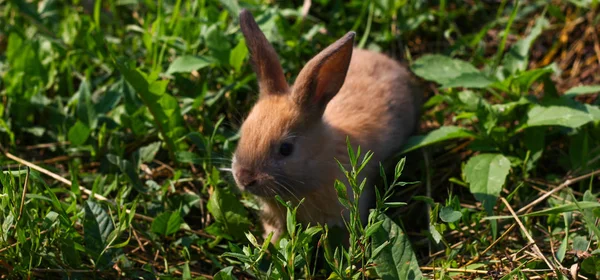 Рудий кролик на фермі. Рудий зайчик на траві в природі — стокове фото