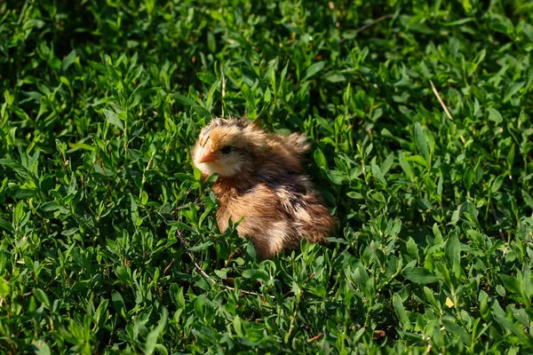 Güzel küçük civciv yeşil çim de