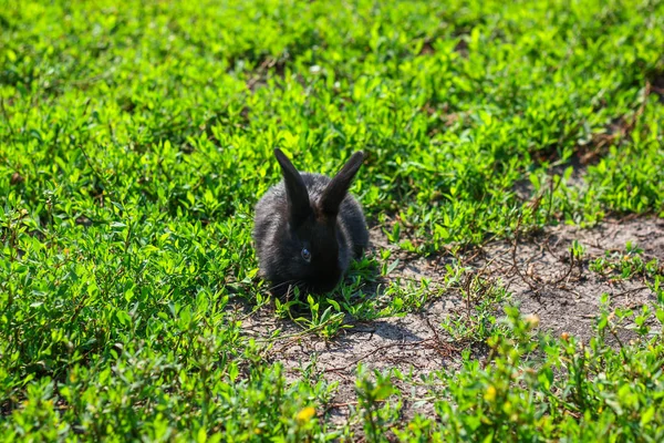 yeşil çim siyah tavşan