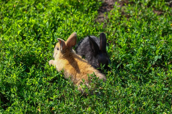 Pequeño conejo divertido negro y rojo con orejas largas — Foto de Stock