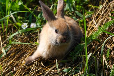 Kızıl saçlı tavşan çiftliği. Kızıl saçlı tavşan doğada çimenlerin üzerinde