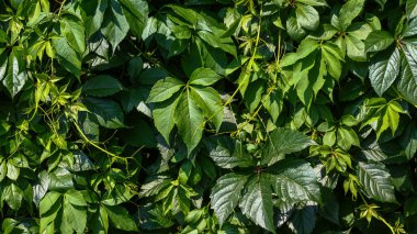 Yeşil yapraklar duvar dokusu arkaplanı