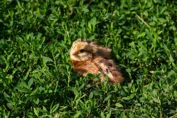 Krásné malé kuřátko v zelené trávě — Stock fotografie