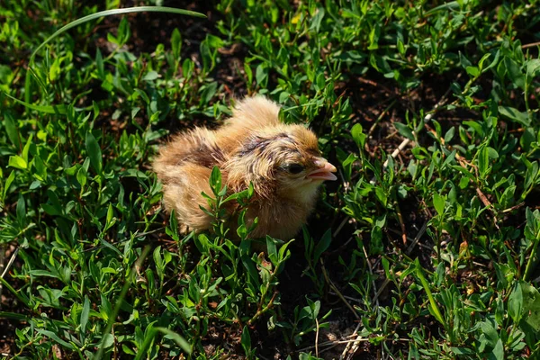 Güzel küçük civciv yeşil çim de