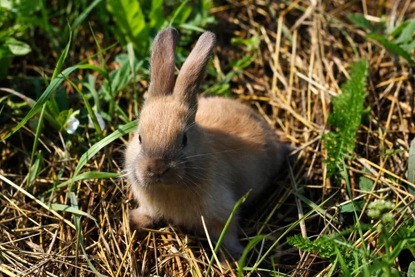 Rothaarige Kaninchen auf dem Hof. Rothaarhase auf dem Gras in der Natur — Stockfoto