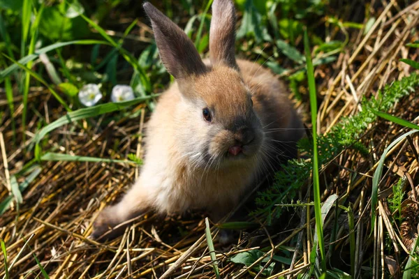Zrzavý králík na farmě. Zrzavý zajíc na trávě v přírodě — Stock fotografie