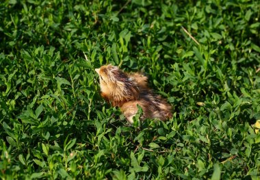 Güzel küçük civciv yeşil çim de