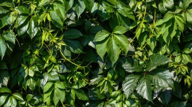 Yeşil yapraklar duvar dokusu arkaplanı