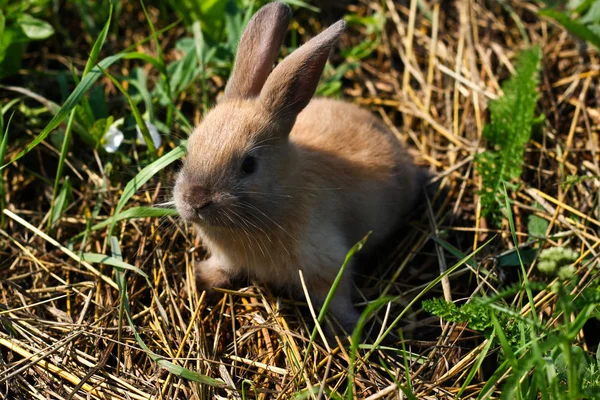 Rödhåriga kanin på gården. Rödhåriga hare på gräset i naturen — Stockfoto