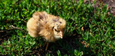 Güzel küçük civciv yeşil çim de