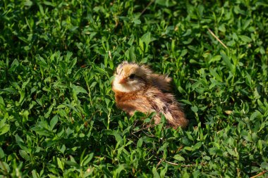 Güzel küçük civciv yeşil çim de