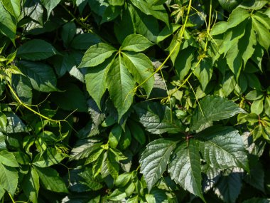 Yeşil yapraklar duvar dokusu arkaplanı