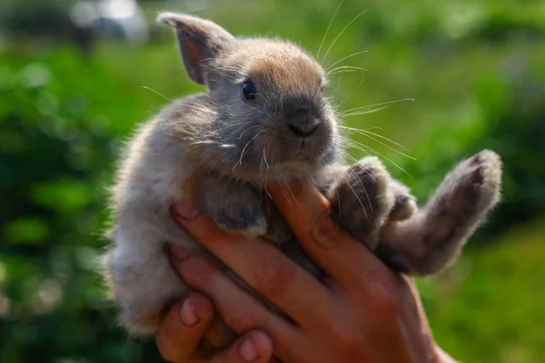 Mani che tengono simpatico coniglio divertente su sfondo sfocato — Foto Stock