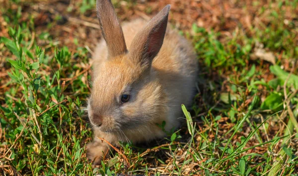 Рудий кролик на фермі. Рудий зайчик на траві в природі — стокове фото