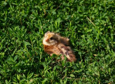 Güzel küçük civciv yeşil çim de