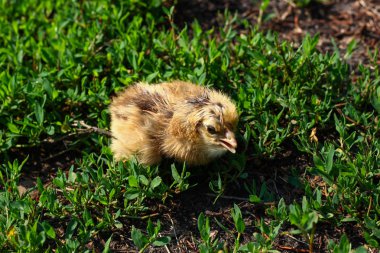 Güzel küçük civciv yeşil çim de