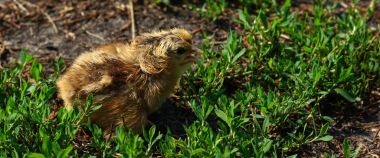 Güzel küçük civciv yeşil çim de