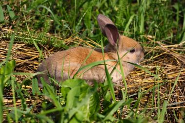 Kızıl saçlı tavşan çiftliği. Kızıl saçlı tavşan doğada çimenlerin üzerinde