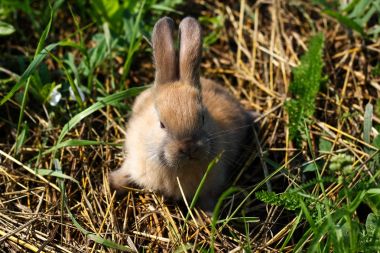 Kızıl saçlı tavşan çiftliği. Kızıl saçlı tavşan doğada çimenlerin üzerinde
