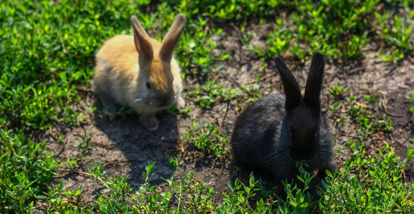 Siyah ve kırmızı küçük komik tavşan uzun kulakları ile — Stok fotoğraf