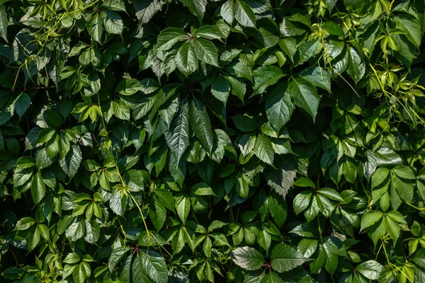 Yeşil yapraklar duvar dokusu arkaplanı