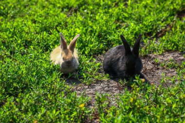 siyah ve kırmızı küçük komik tavşan uzun kulakları ile