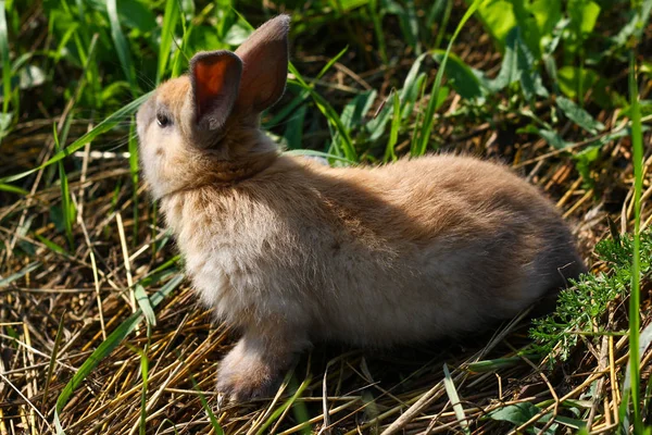 Red-haired rabbit on the farm. Red-haired hare on the grass in nature — Stock Photo, Image