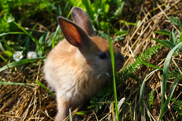 Рыжий кролик на ферме. Рыжий заяц на траве в природе — стоковое фото