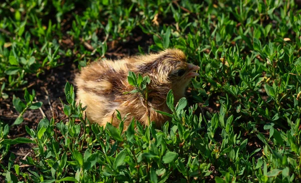 Schöne kleine Küken im grünen Gras — Stockfoto