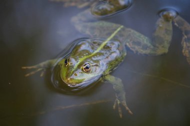 bir kurbağa ve böcekler bataklığındaki yakın çekim portre