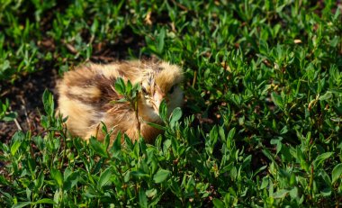 Güzel küçük civciv yeşil çim de