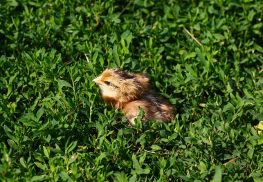 Güzel küçük civciv yeşil çim de