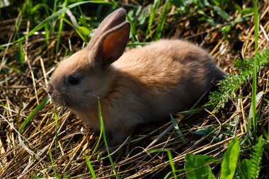 Kızıl saçlı tavşan çiftliği. Kızıl saçlı tavşan doğada çimenlerin üzerinde