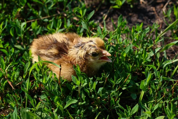 Belle petite fille dans l'herbe verte — Photo