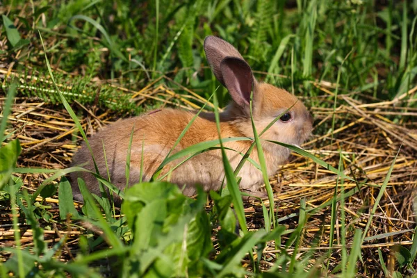 Rothaarige Kaninchen auf dem Hof. Rothaarhase auf dem Gras in der Natur — Stockfoto