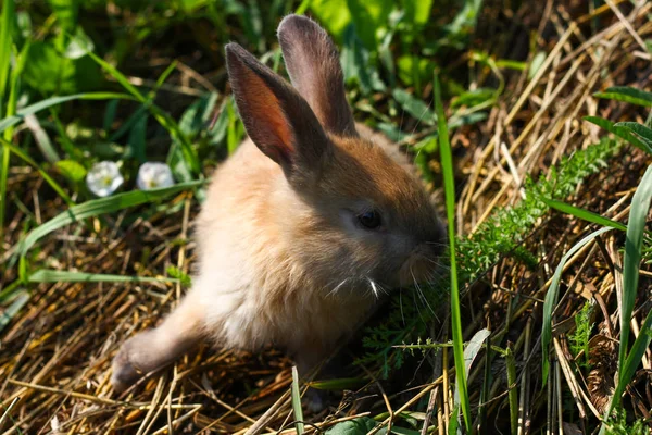 Zrzavý králík na farmě. Zrzavý zajíc na trávě v přírodě — Stock fotografie