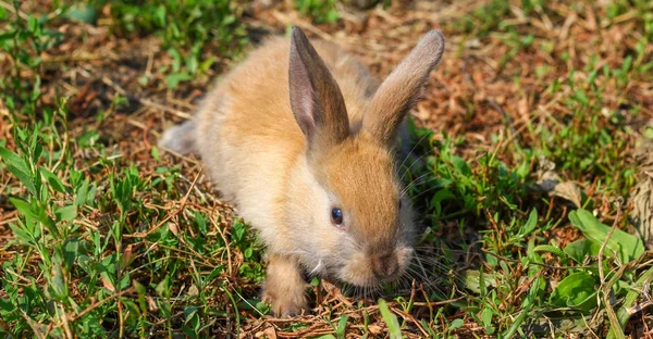 Zrzavý králík na farmě. Zrzavý zajíc na trávě v přírodě — Stock fotografie