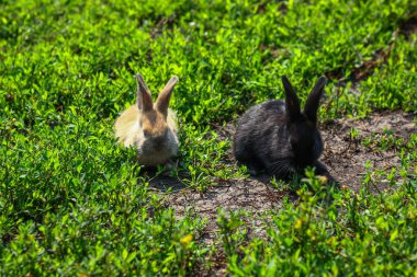 siyah ve kırmızı küçük komik tavşan uzun kulakları ile