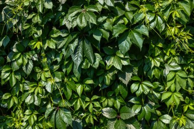 Yeşil yapraklar duvar dokusu arkaplanı