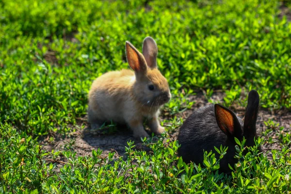 Чорно-червоний маленький смішний кролик з довгими вухами — стокове фото