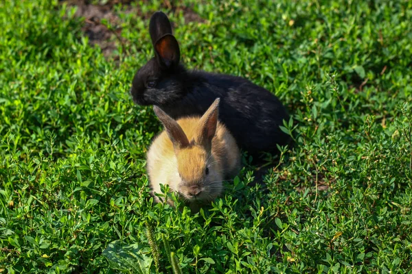 검정과 빨강 긴 귀를 가진 작은 재미 있는 토끼 — 스톡 사진