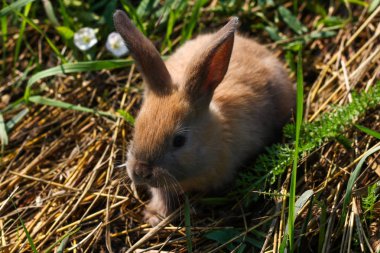 Kızıl saçlı tavşan çiftliği. Kızıl saçlı tavşan doğada çimenlerin üzerinde