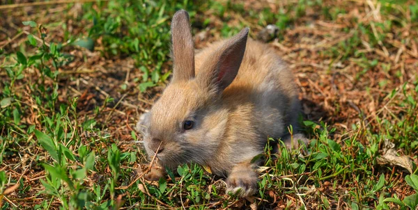 Red-haired rabbit on the farm. Red-haired hare on the grass in nature — Stock Photo, Image