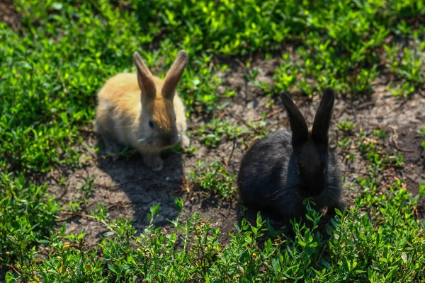 Preto e vermelho pouco engraçado coelho com orelhas longas — Fotografia de Stock