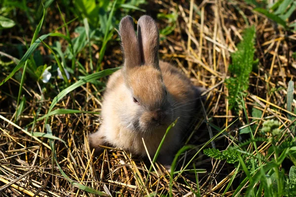 Рудий кролик на фермі. Рудий зайчик на траві в природі Ліцензійні Стокові Фото